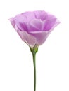 Beautiful fresh Eustoma flower on white Royalty Free Stock Photo