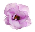 Beautiful fresh Eustoma flower on white Royalty Free Stock Photo