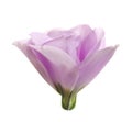 Beautiful fresh Eustoma flower on white Royalty Free Stock Photo