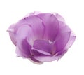 Beautiful fresh Eustoma flower on white Royalty Free Stock Photo