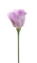 Beautiful fresh Eustoma flower on white Royalty Free Stock Photo