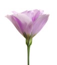 Beautiful fresh Eustoma flower on white Royalty Free Stock Photo