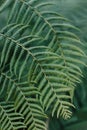 Beautiful fresh fern leaves on a dark background Royalty Free Stock Photo