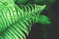 Beautiful fresh fern leaves, perfect nature background. Royalty Free Stock Photo