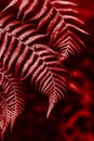 Beautiful fresh fern leaves in a red color on a dark background Royalty Free Stock Photo