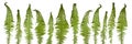 Beautiful fresh fern leaves in a row isolated Royalty Free Stock Photo