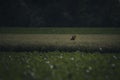 Beautiful fresh field at night with a roe deer (Capreolus capreolus) hiding in the grass Royalty Free Stock Photo