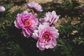 Beautiful fresh First Arrival purple peony flower in full bloom in the garden