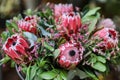 Beautiful fresh flower arrangement of Protea macrocephala flowers. Royalty Free Stock Photo