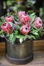 Beautiful fresh flower arrangement of Protea macrocephala flowers. Royalty Free Stock Photo