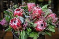 Beautiful fresh flower arrangement of Protea macrocephala flowers. Royalty Free Stock Photo