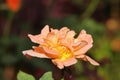 Beautiful fresh flower of orange yellow rose blooming in the garden Royalty Free Stock Photo