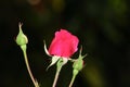 Beautiful fresh flower of red pink rose blooming in the garden Royalty Free Stock Photo