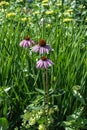 A beautiful fresh flowers of Echinacea purpurea Royalty Free Stock Photo