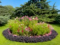 Beautiful fresh flowers in Greenwich Park