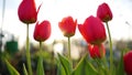 Beautiful fresh flowers tulips in the sun