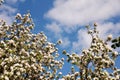 Beautiful beautiful fresh fragrant blooming apple trees in the spring garden Royalty Free Stock Photo