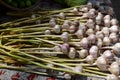 Beautiful fresh garlic Royalty Free Stock Photo