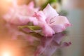 Beautiful fresh gladiolus flower Royalty Free Stock Photo