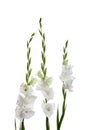 Beautiful fresh gladiolus flowers on white