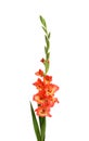 Beautiful fresh gladiolus flowers on white