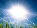 Beautiful fresh grass against sun at spring Royalty Free Stock Photo