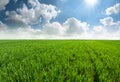 Beautiful fresh grass field with blue sky.