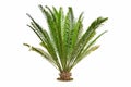 Beautiful fresh green branches and leaves of cycad tree