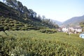 Beautiful fresh green chinese Longjing tea plantation