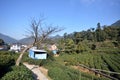 Chinese Longjing tea plantation