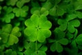 Beautiful fresh green clover leaves, closeup view Royalty Free Stock Photo