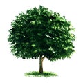 Beautiful fresh green deciduous tree isolated on white background Royalty Free Stock Photo