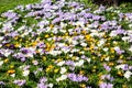 Beautiful fresh green and first spring flowers crocus Royalty Free Stock Photo