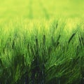 Beautiful fresh green grain on the field. Natural colorful background in summer sunny day Royalty Free Stock Photo