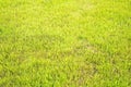 Beautiful fresh green grass, selective focus with a blurred background Royalty Free Stock Photo
