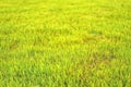 Beautiful fresh green grass, selective focus with a blurred background Royalty Free Stock Photo