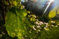 A beautiful fresh green leaf close-up highlighted by the sun. Detailed texture and expressive structure. Natural ecology