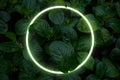 Beautiful and fresh green leaves with circle neon light