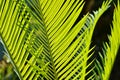 Beautiful fresh green leaves of fern in the light Royalty Free Stock Photo