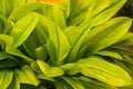 Beautiful fresh green leaves of queen lily close up Royalty Free Stock Photo