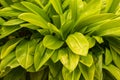 Beautiful fresh green leaves of queen lily close up Royalty Free Stock Photo