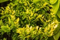 Beautiful fresh green leaves of queen lily close up Royalty Free Stock Photo