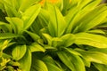 Beautiful fresh green leaves of queen lily close up Royalty Free Stock Photo