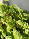 Beautiful fresh Green Mint Plants