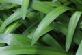 Beautiful Green fresh Pandan leaves background Royalty Free Stock Photo