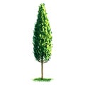 Beautiful fresh green poplar tree isolated on white background Royalty Free Stock Photo