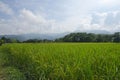 Beautiful green rice field with forest and mountain background Royalty Free Stock Photo