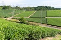 Beautiful fresh green tea farm Royalty Free Stock Photo