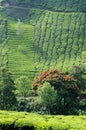 Beautiful fresh green tea gardens in Munnar,Western Ghats,India Royalty Free Stock Photo