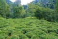 Beautiful fresh green tea plantation at Rize,Turkey